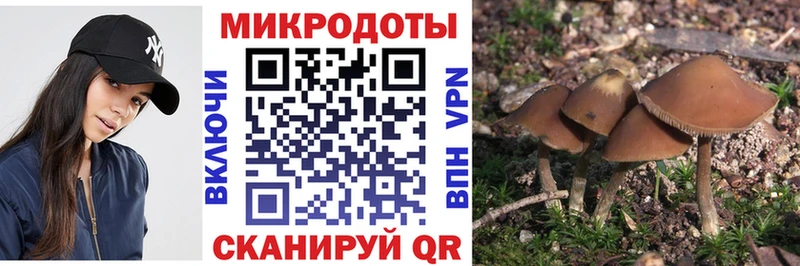 купить наркотики сайты  Кодинск  Псилоцибиновые грибы Psilocybe 